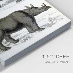 Journal of Natural History IX - Canvas Art Print