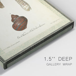 Bookplate Shells V Premium Gallery Wrapped Canvas - Ready to Hang