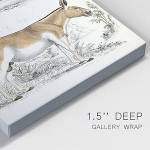 Journal of Natural History V - Canvas Art Print