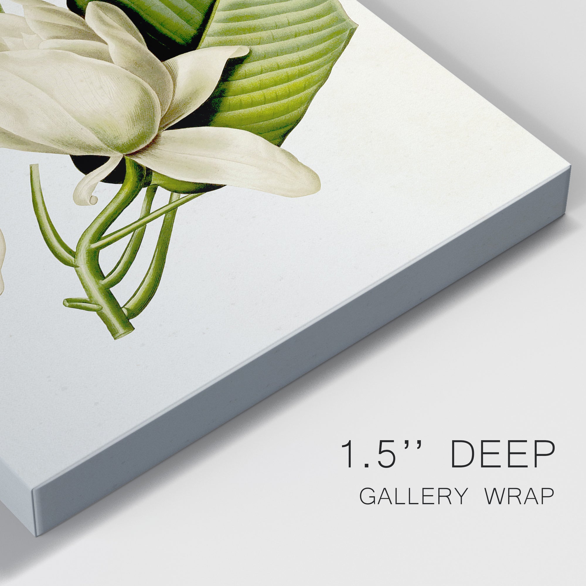 Magnolia Flowers II Premium Gallery Wrapped Canvas - Ready to Hang