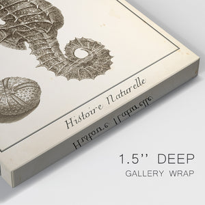 Seahorse Study I - Canvas Art Print