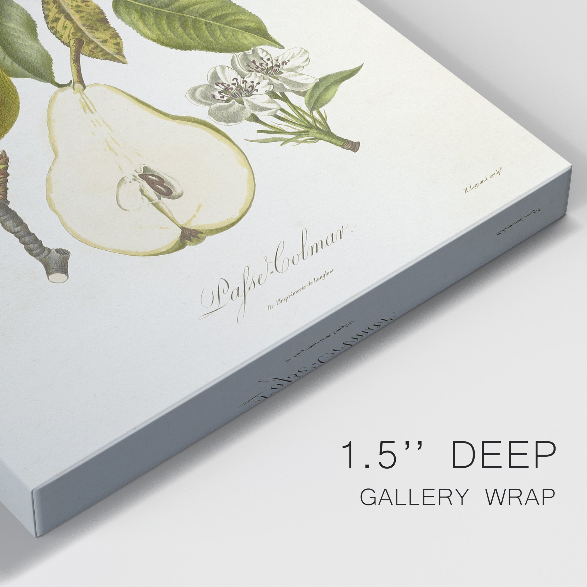 Vintage Pears II Premium Gallery Wrapped Canvas - Ready to Hang