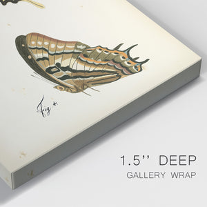 Butterfly Profile II - Canvas Art Print
