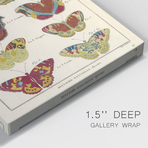Histoire Naturelle Butterflies V - Canvas Art Print