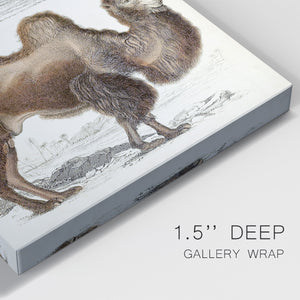Journal of Natural History III - Canvas Art Print