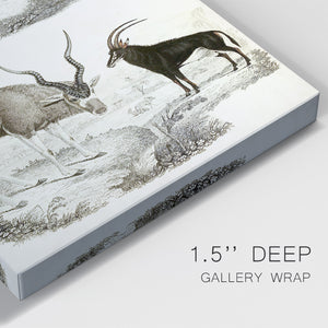 Journal of Natural History VIII - Canvas Art Print