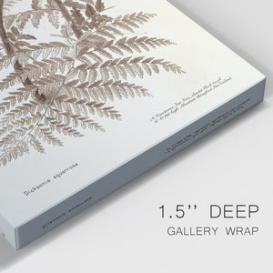 Sepia Fern Varieties I Premium Gallery Wrapped Canvas - Ready to Hang