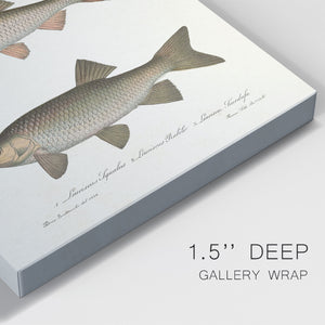 Species of Antique Fish IV Premium Gallery Wrapped Canvas - Ready to Hang