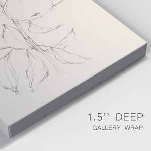 Fruit Contour Study II Premium Gallery Wrapped Canvas - Ready to Hang