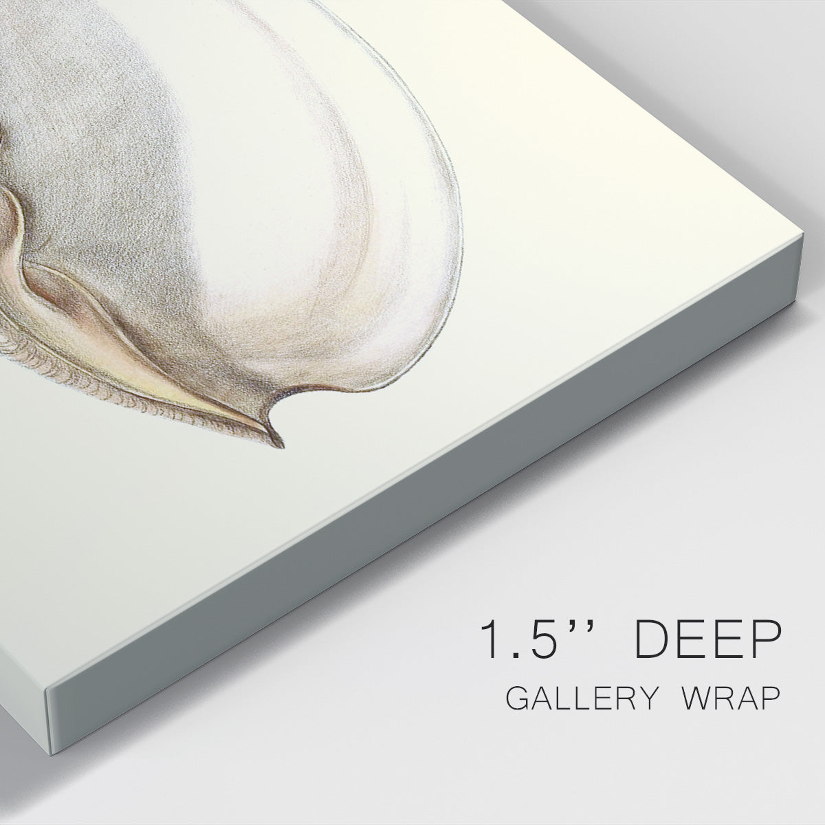Splendid Shells IV Premium Gallery Wrapped Canvas - Ready to Hang