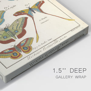 Histoire Naturelle Butterflies III - Canvas Art Print