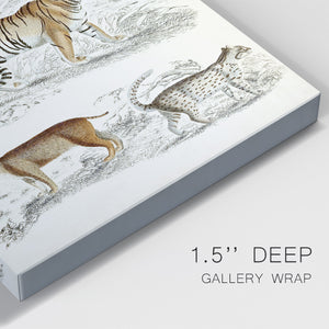 Journal of Natural History II - Canvas Art Print