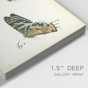 Butterfly Profile IV - Canvas Art Print