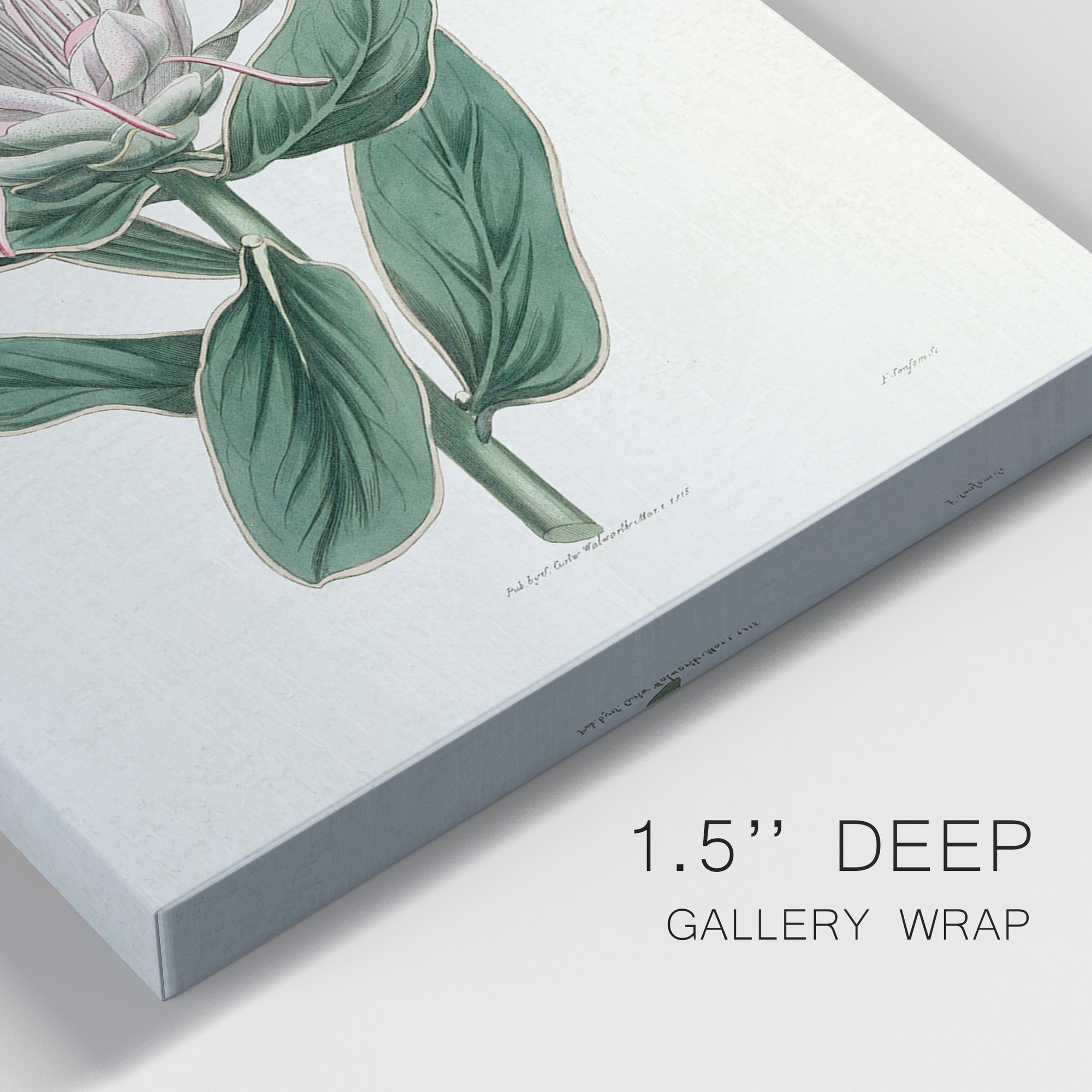 Protea N13 Premium Gallery Wrapped Canvas - Ready to Hang