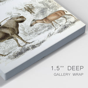 Journal of Natural History VI - Canvas Art Print