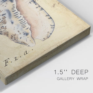 Seashell Ephemera I - Canvas Art Print