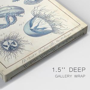 Lamarck Medusa II - Canvas Art Print