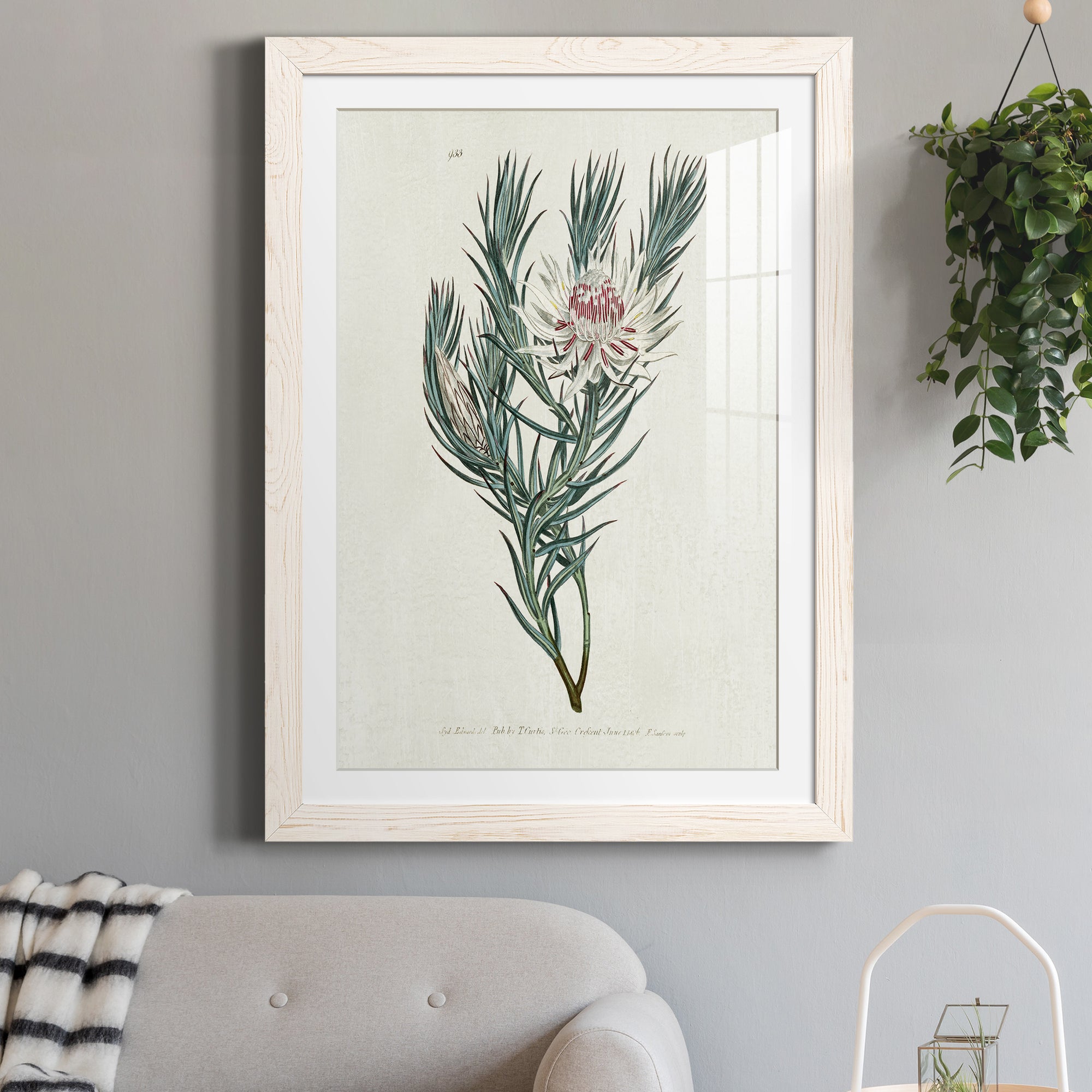 Protea N33 - Barnwood Framed Art Print