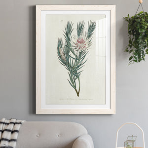 Protea N33 - Barnwood Framed Art Print