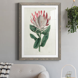 Protea N13 - Barnwood Framed Art Print