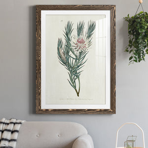 Protea N33 - Barnwood Framed Art Print