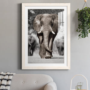 Botswana Patriarch - Barnwood Framed Art Print
