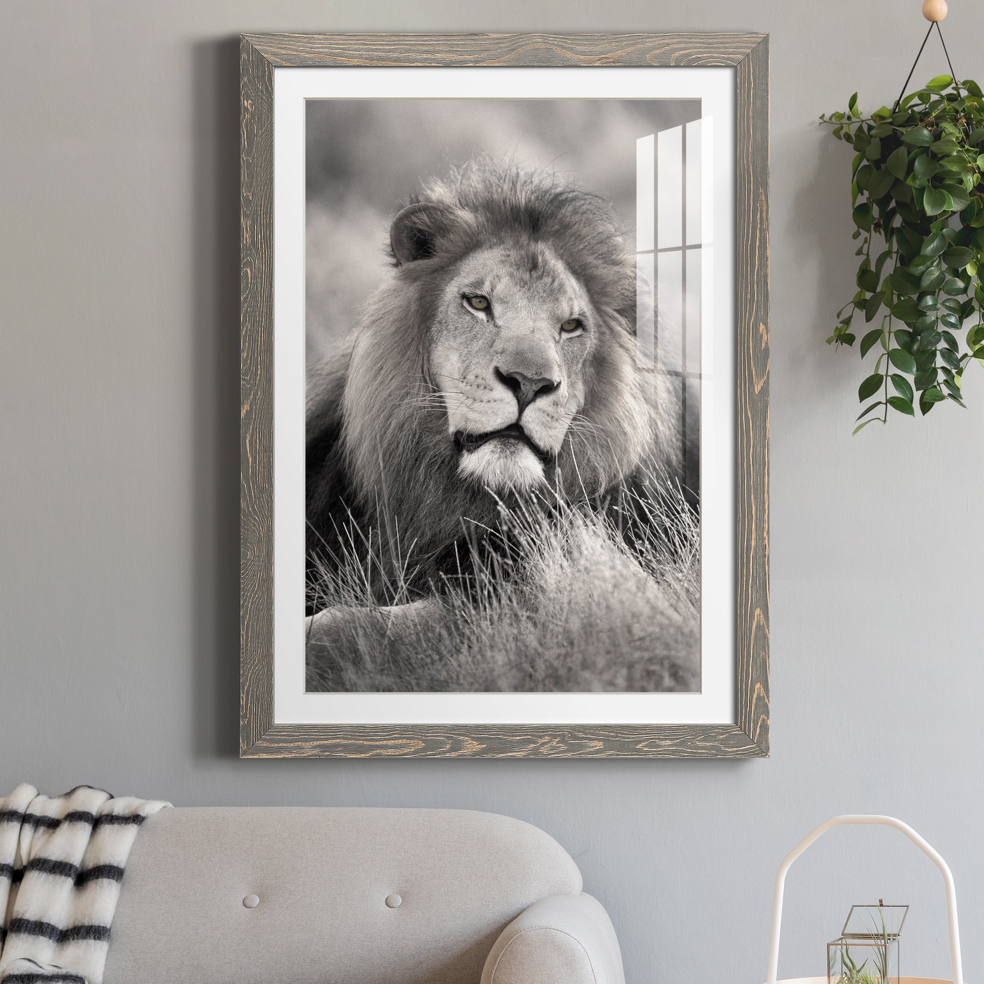 Pride of the Pride - Barnwood Framed Art Print