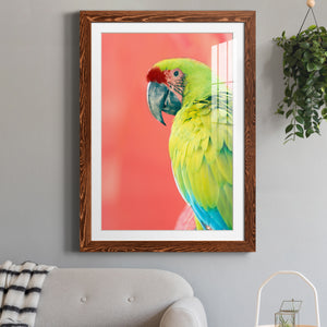 Green Macaw - Barnwood