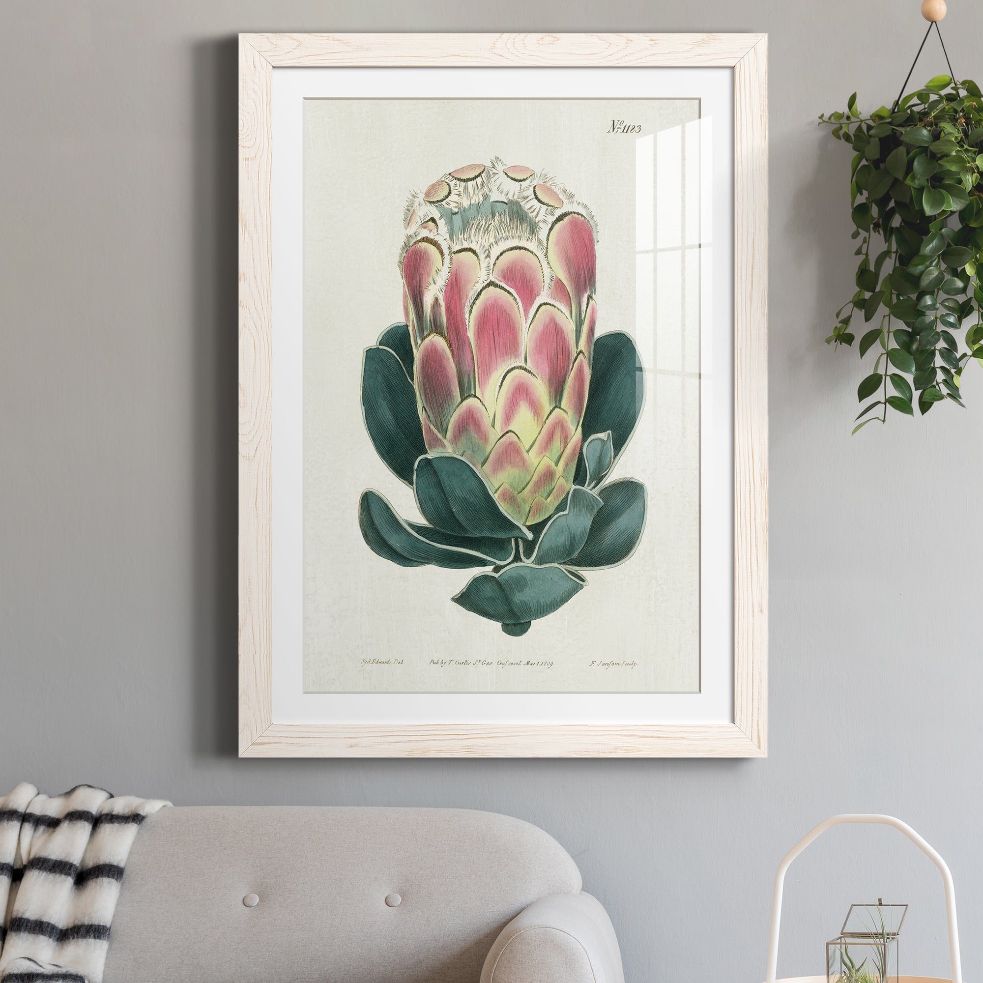 Protea N83 - Barnwood Framed Art Print