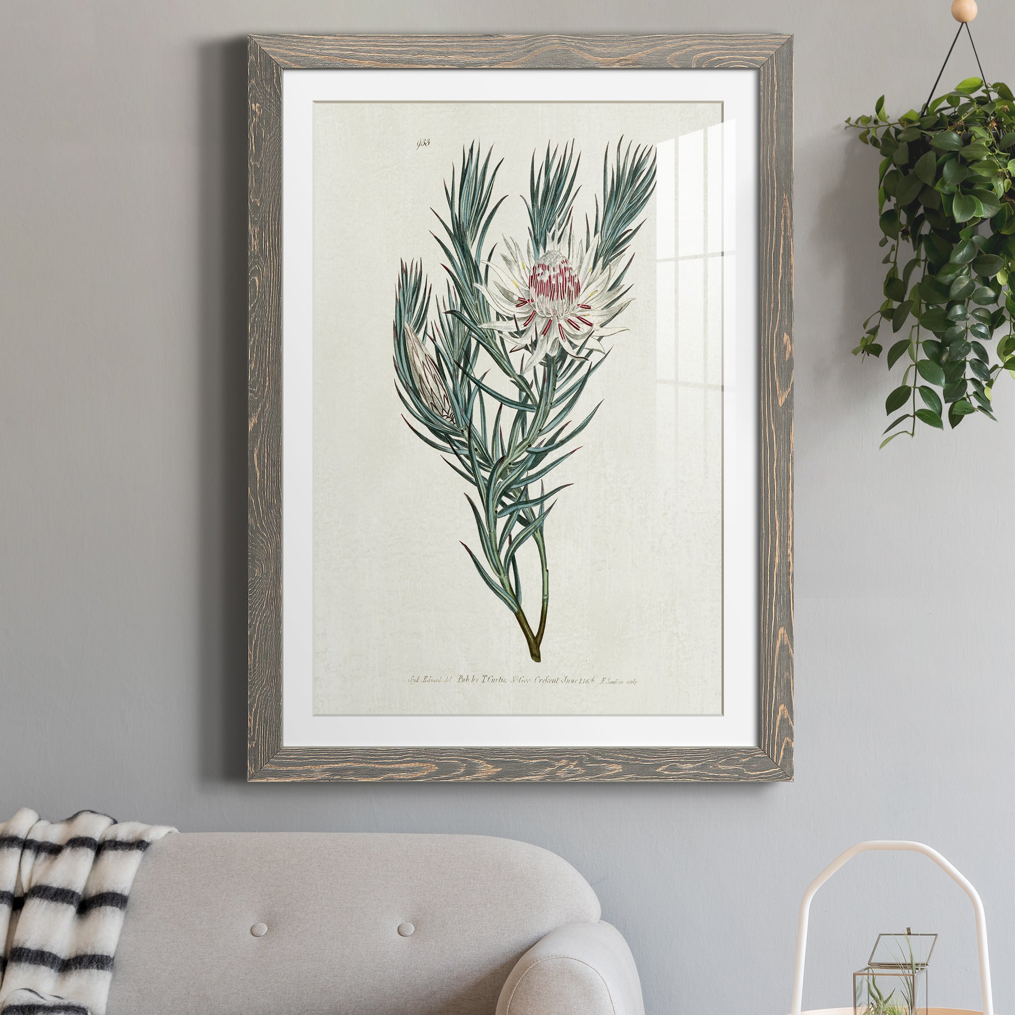Protea N33 - Barnwood Framed Art Print