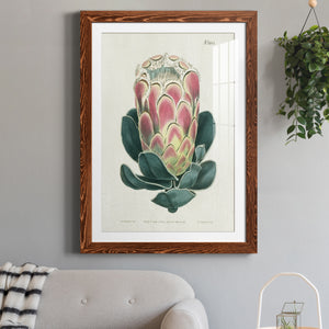 Protea N83 - Barnwood Framed Art Print