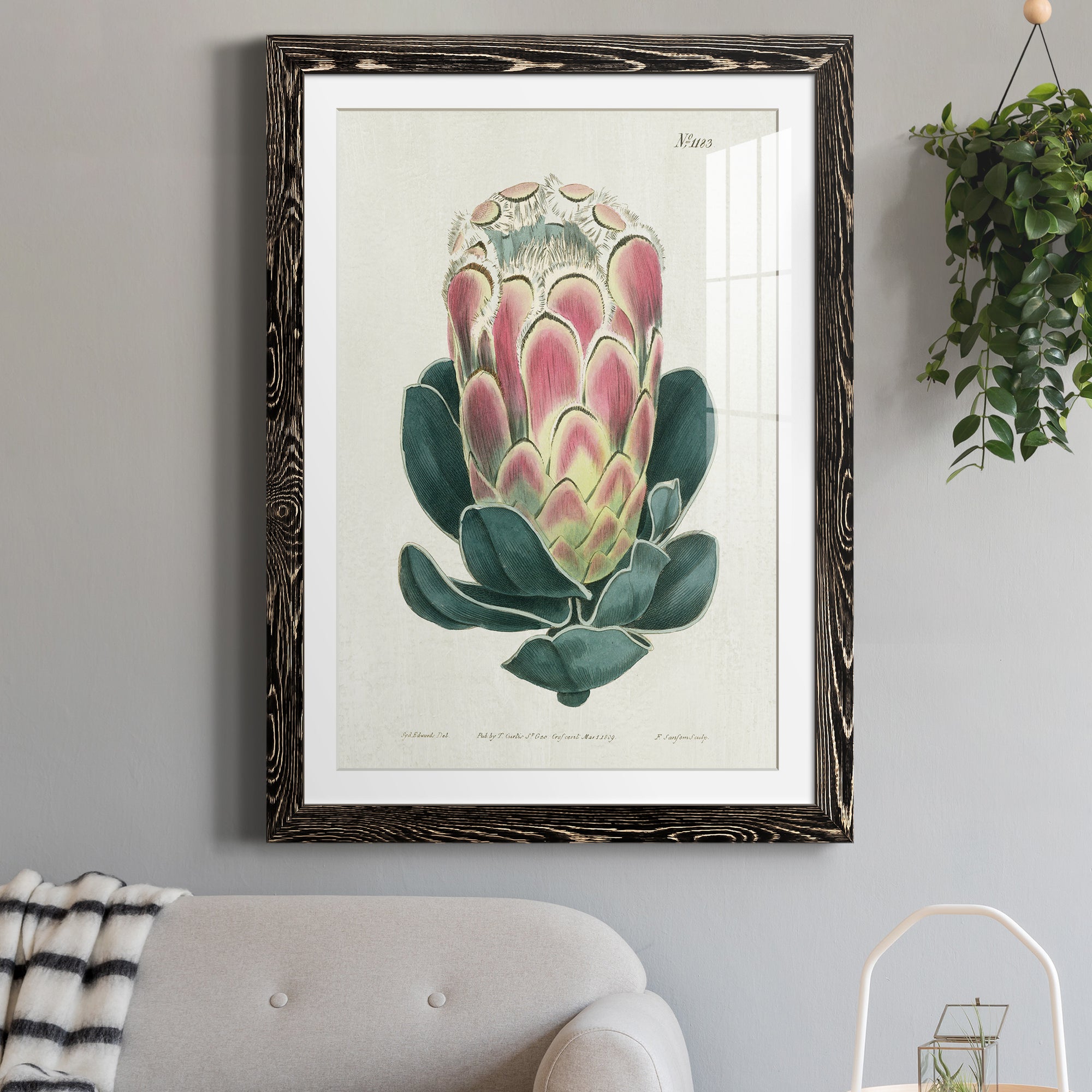 Protea N83 - Barnwood Framed Art Print