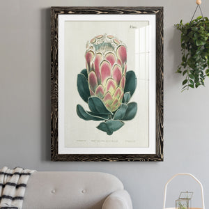 Protea N83 - Barnwood Framed Art Print