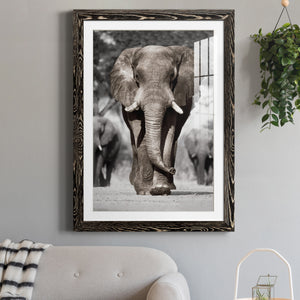 Botswana Patriarch - Barnwood Framed Art Print