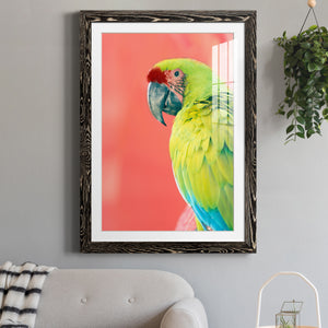 Green Macaw - Barnwood
