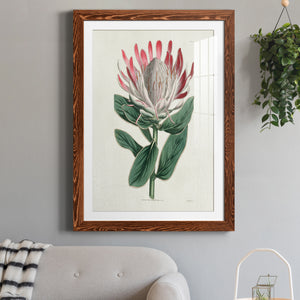 Protea N13 - Barnwood Framed Art Print