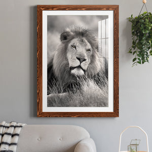 Pride of the Pride - Barnwood Framed Art Print