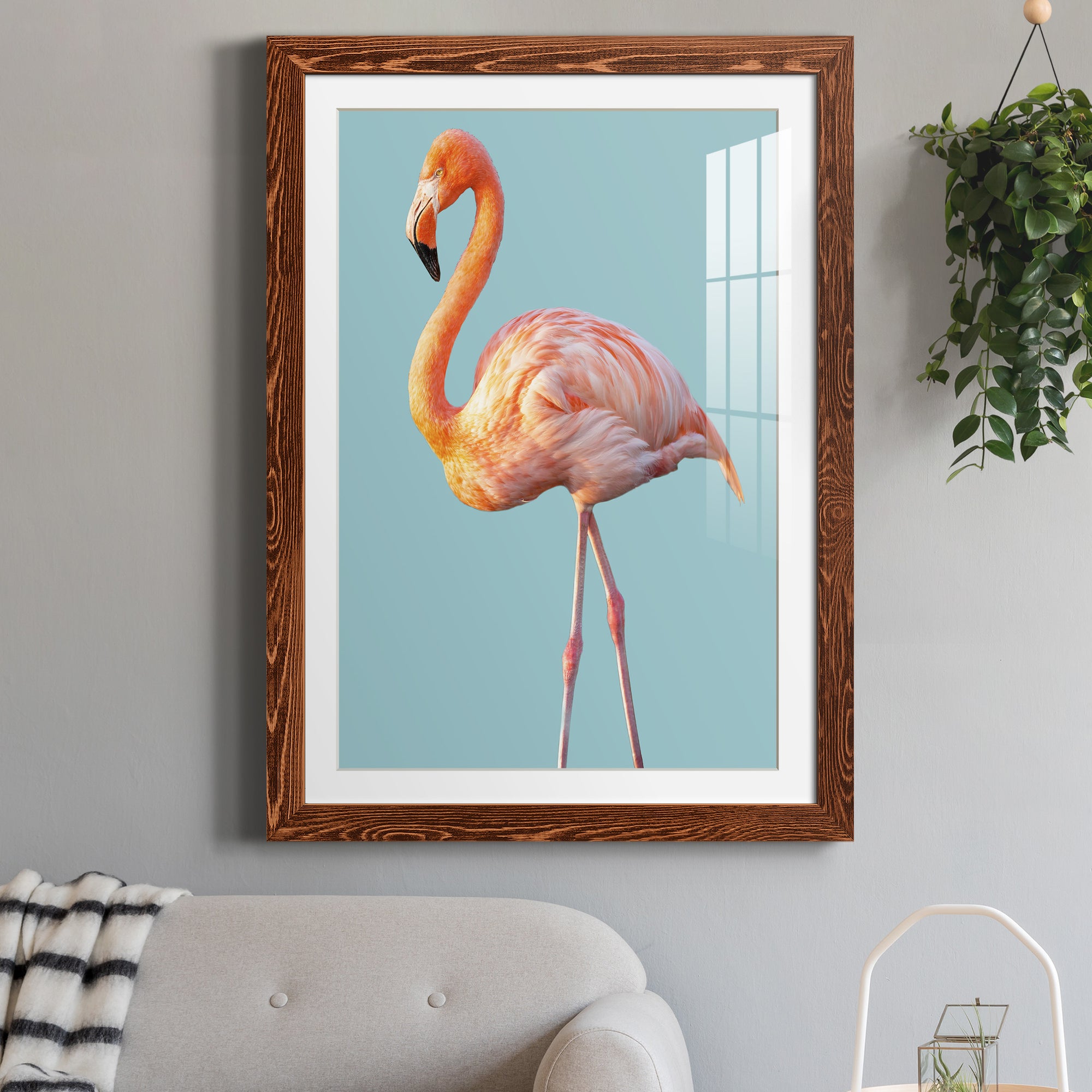 Flamingo - Barnwood