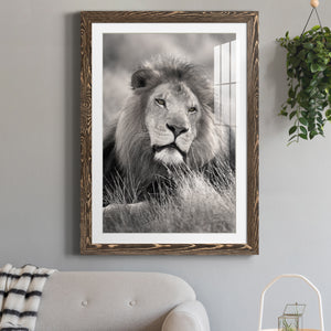 Pride of the Pride - Barnwood Framed Art Print