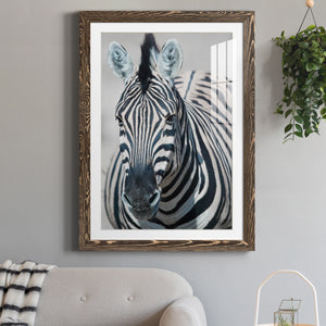 Namibia Zebra - Premium Framed Print - Distressed Barnwood Frame - Ready to Hang