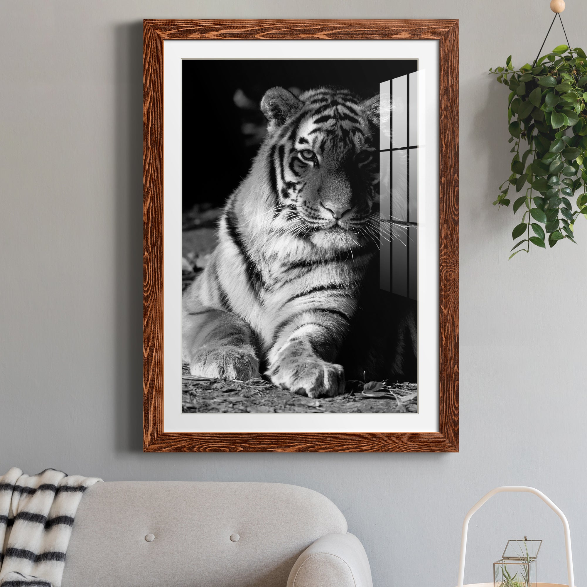 Tiger Repose - Barnwood Framed Art Print