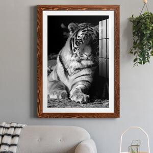 Tiger Repose - Barnwood Framed Art Print