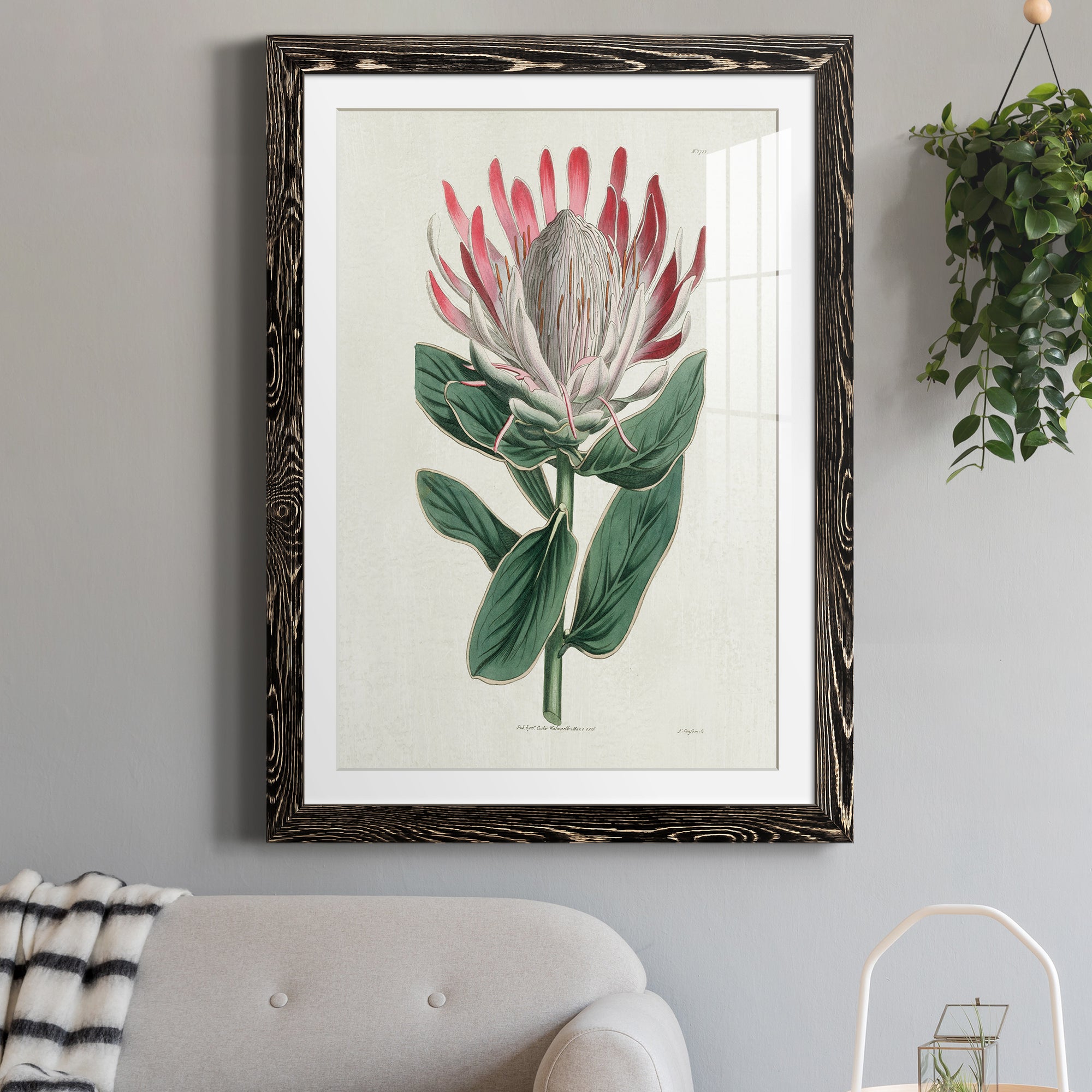 Protea N13 - Barnwood Framed Art Print