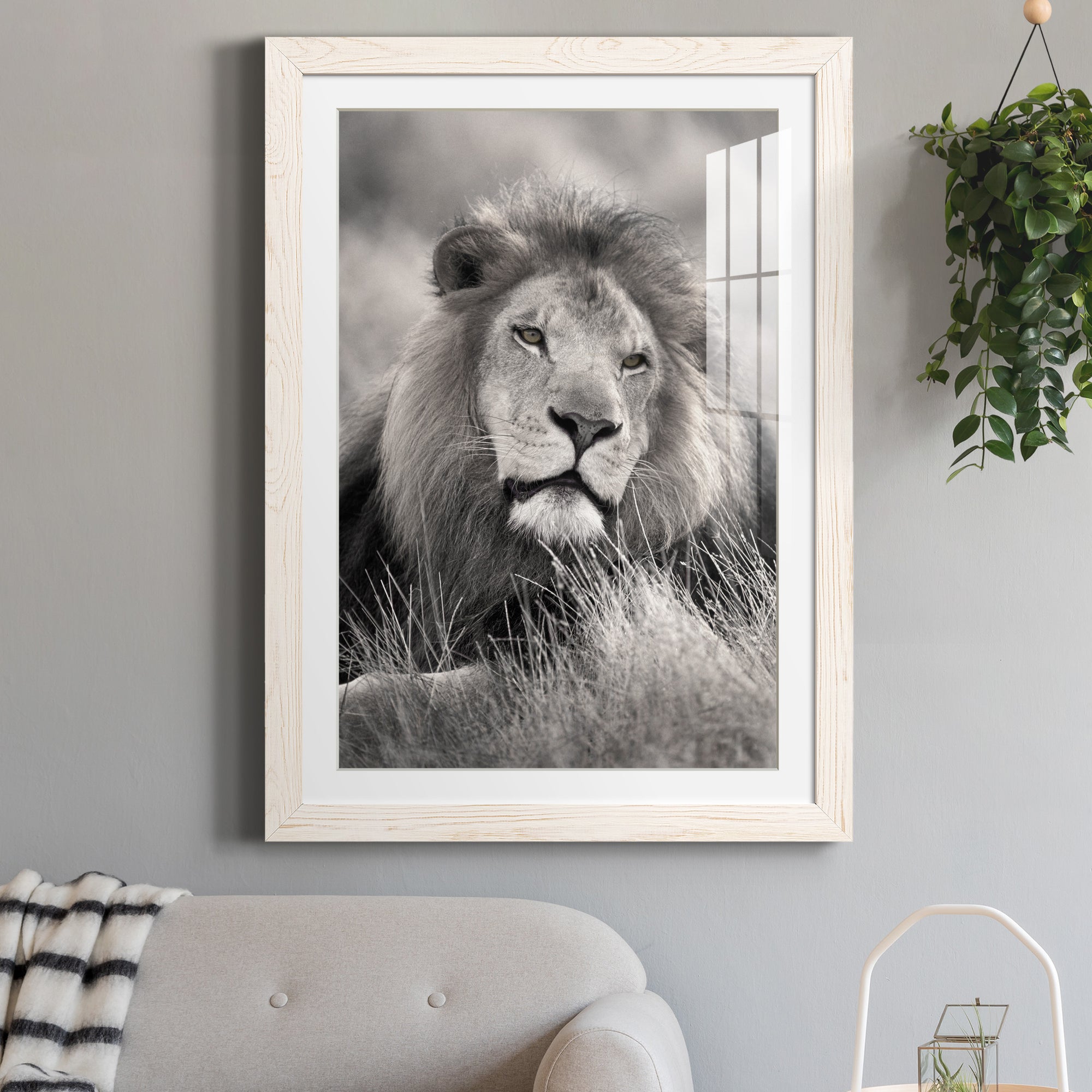 Pride of the Pride - Barnwood Framed Art Print
