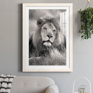 Pride of the Pride - Barnwood Framed Art Print