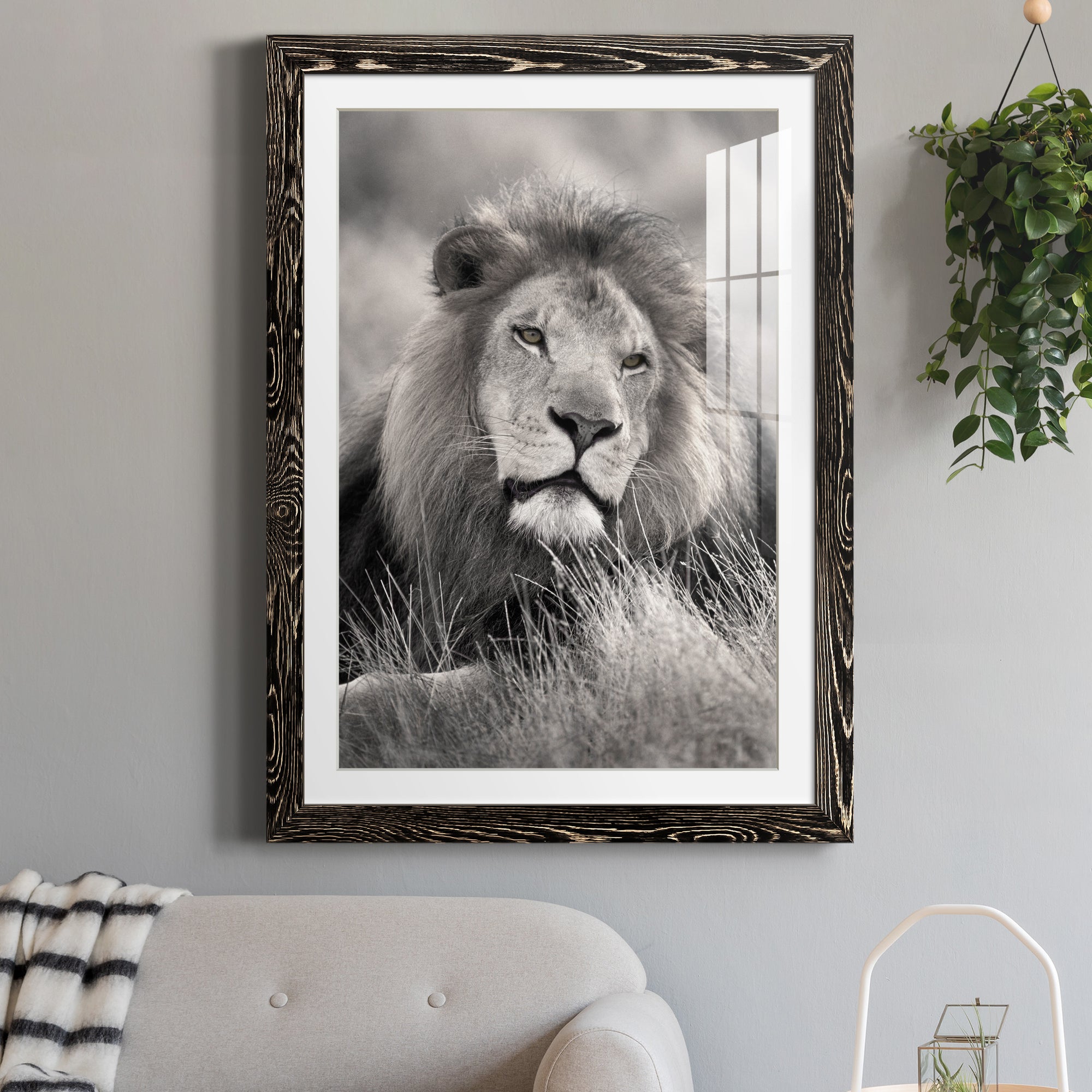 Pride of the Pride - Barnwood Framed Art Print