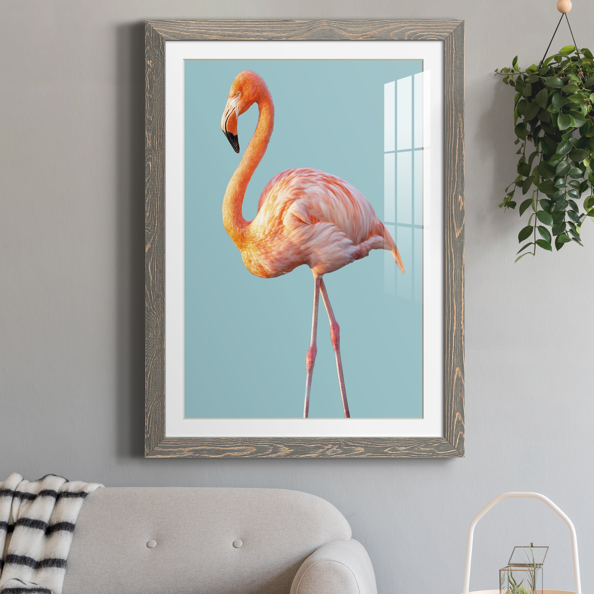 Flamingo - Barnwood