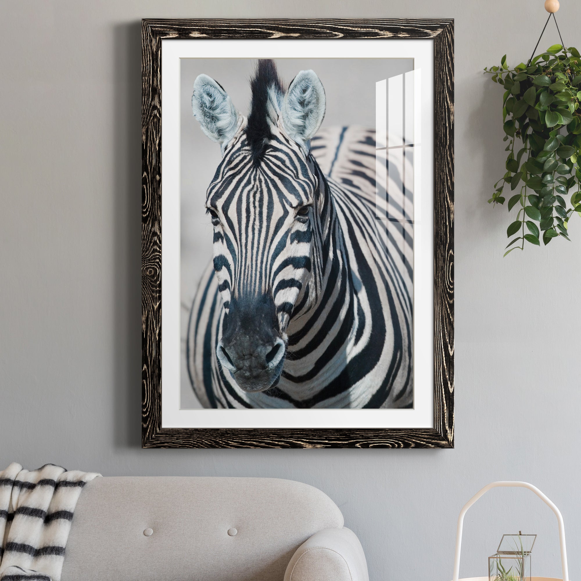 Namibia Zebra - Premium Framed Print - Distressed Barnwood Frame - Ready to Hang