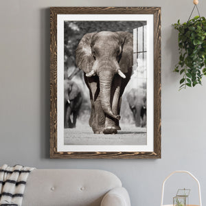 Botswana Patriarch - Barnwood Framed Art Print