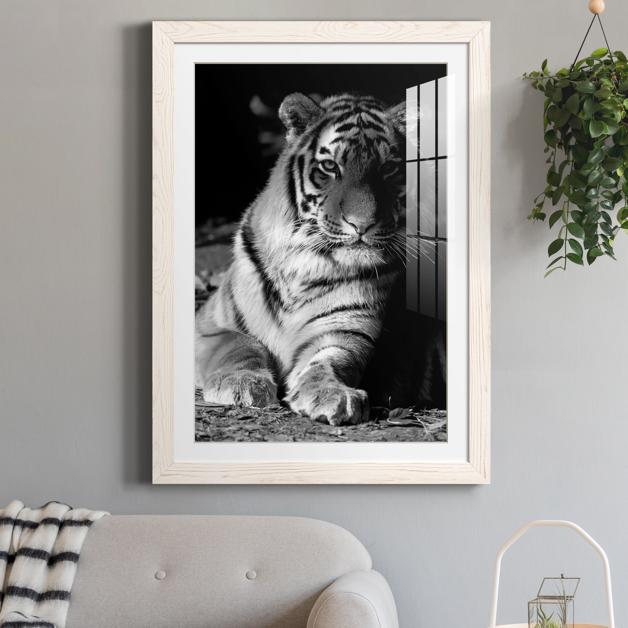Tiger Repose - Barnwood Framed Art Print